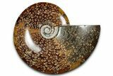 Polished Cretaceous Ammonite (Cleoniceras) Fossil - Madagascar #339100-1